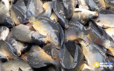 Jesienne zarybiene PZW Busko-Zdrój – zobaczcie film z zarybienia zbiornika wędkarskiego Radzanów [VIDEO]