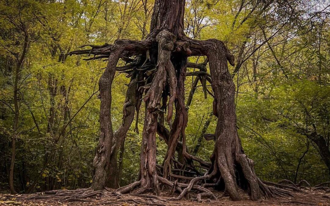 Dziś obchodzimy Światowy Dzień Drzewa – poznaj Sosnę na szczudłach, ciekawy pomnik przyrody z okolic Buska-Zdroju