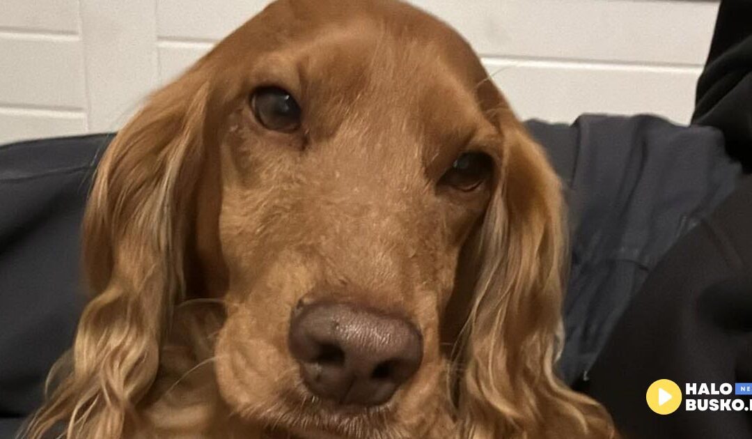 Baki zwycięzcą konkursu we współpracy z Salonem Pielęgnacji Psów Champion w Busku-Zdroju!