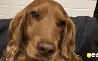 Baki zwycięzcą konkursu we współpracy z Salonem Pielęgnacji Psów Champion w Busku-Zdroju!