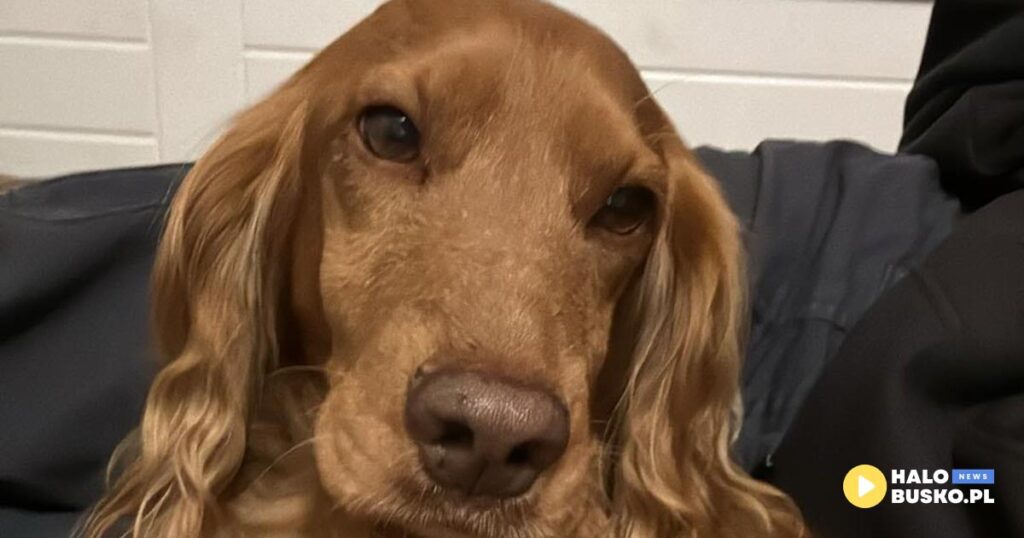 konkurs dla psow busko zdroj