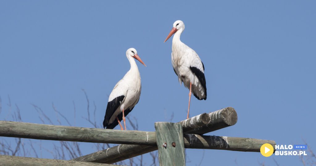 bociany na ponidziu