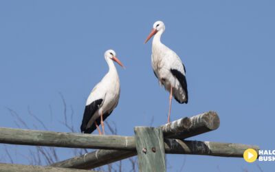 Pojawiły się pierwsze Bociany na Ponidziu! Czy wiosna w tym roku przyjdzie szybciej?