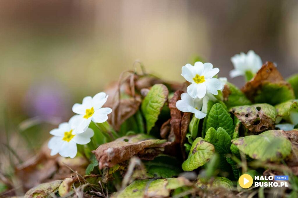 wiosna na ponidziu 1