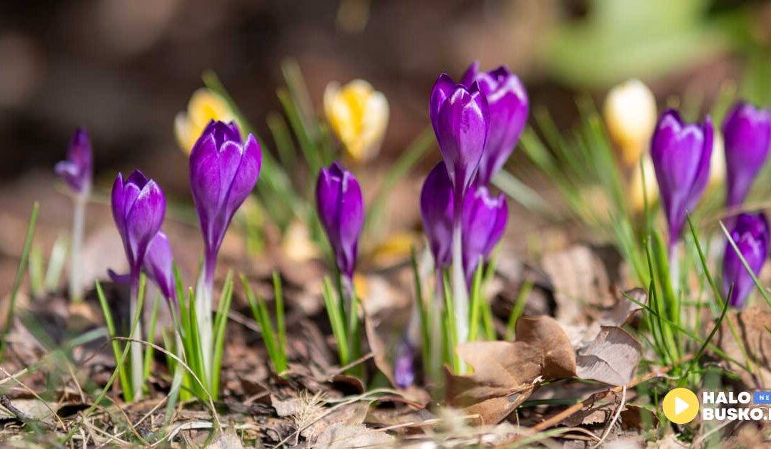 Astronomiczna wiosna na Ponidziu w obiektywie Okiem Rysia