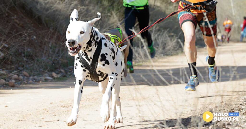IV Bieg z Psiakami nad Zalewem w Pińczowie bieg z psiakami w pińczowie