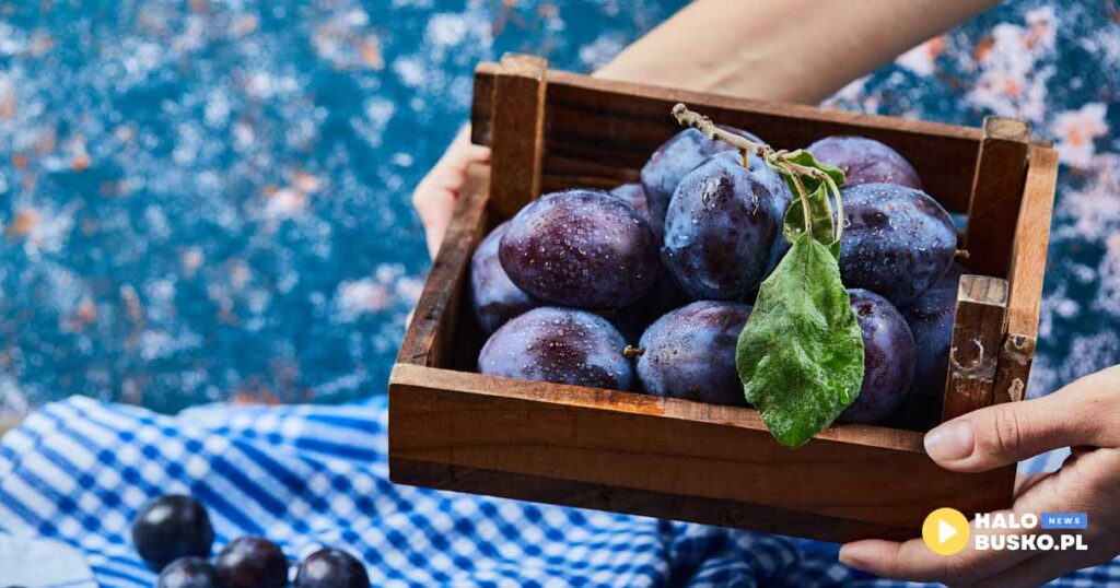 swieto sliwki w szydlowie