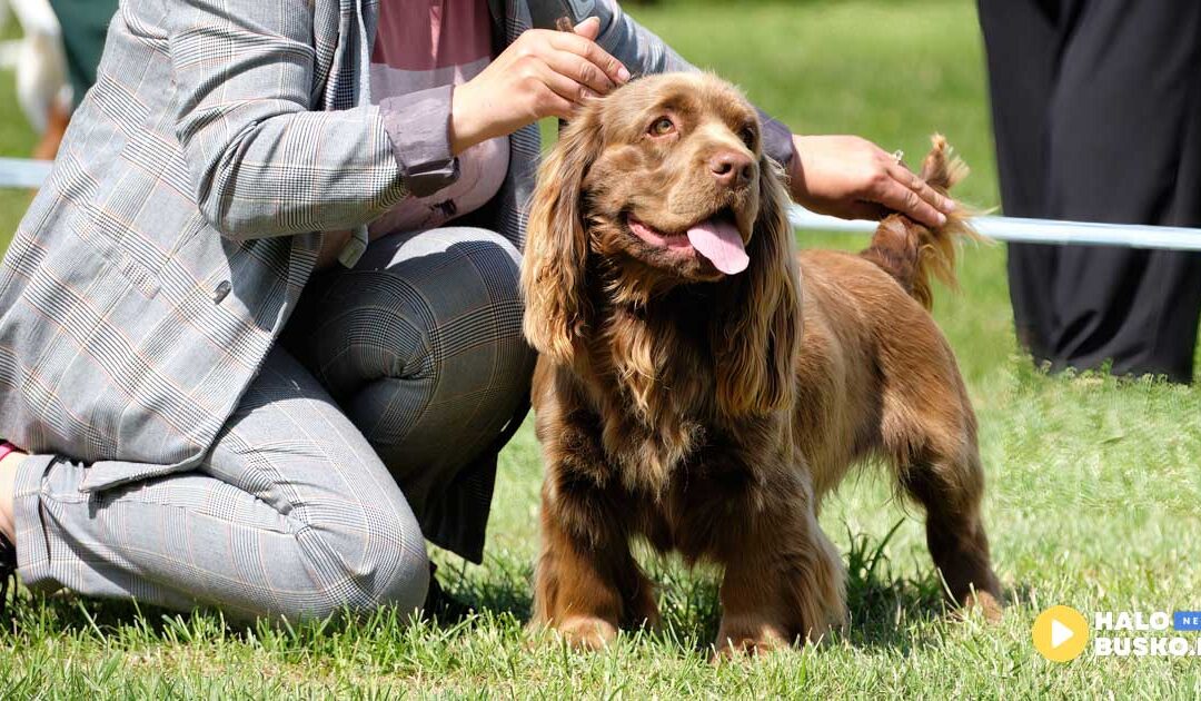 Światowa kynologia w Pińczowie – najlepsze psy myśliwskie z całego świata w akcji!