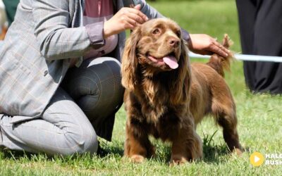 Światowa kynologia w Pińczowie – najlepsze psy myśliwskie z całego świata w akcji!