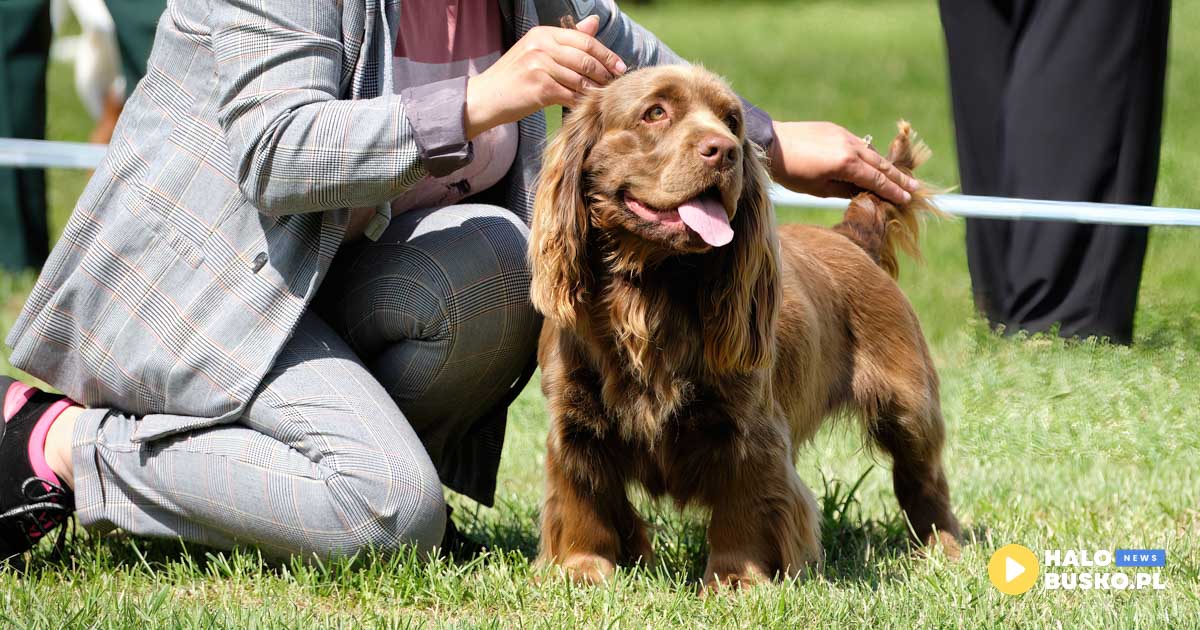 wystawy psów w pińczowie