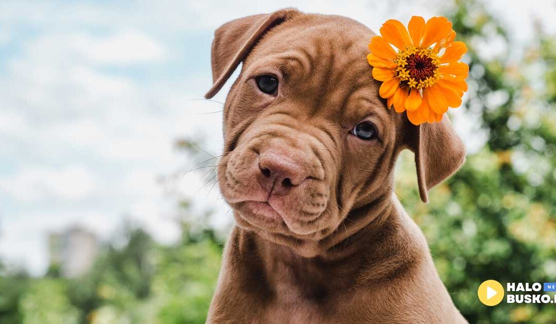 Dziś obchodzimy Dzień Psa – święto czworonożnych przyjaciół!