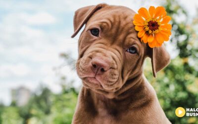 Dziś obchodzimy Dzień Psa – święto czworonożnych przyjaciół!