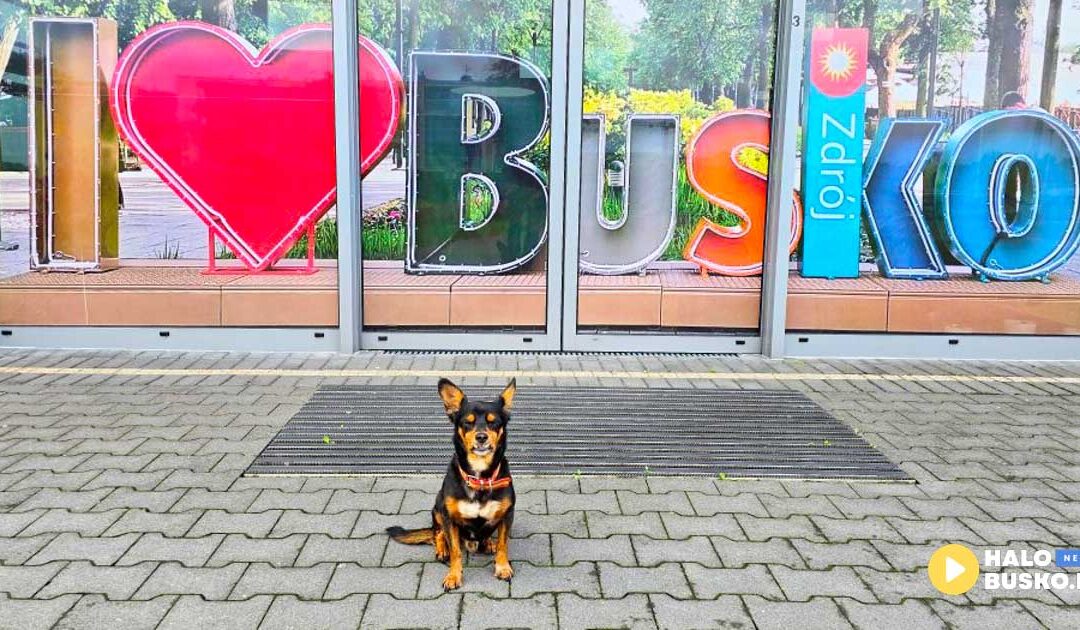 Busko-Zdrój za nimi. Teraz każdy krok prowadzi do Zakopanego i leczenia – poznajcie Darka i Pindla!