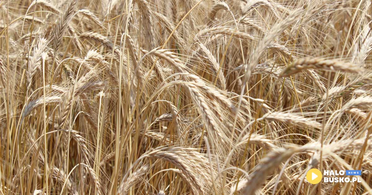 dożynki gminne w pińczowie 2025