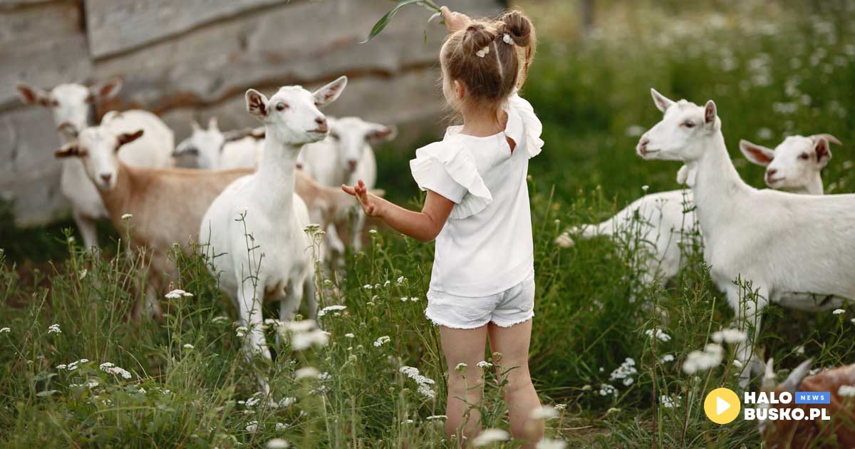 konkurs w europejskim centrum bajki w pacanowie