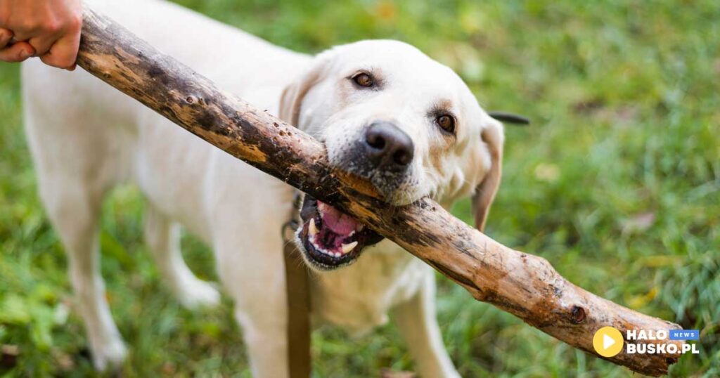 miedzynarodowy dzien psa