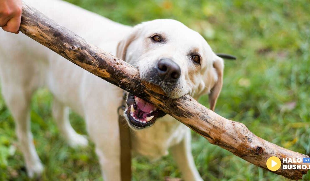 Dziś obchodzimy Międzynarodowy Dzień Psa – mamy dla Was konkurs!
