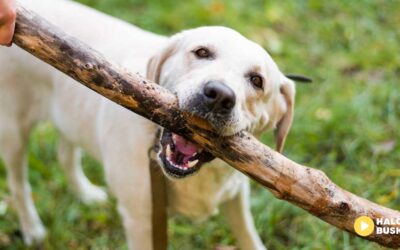 Dziś obchodzimy Międzynarodowy Dzień Psa – mamy dla Was konkurs!