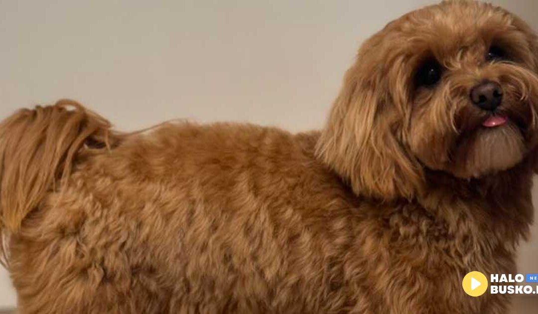 Poznajcie Molly, zwyciężczynię naszej zabawy we współpracy z Salonem Pielęgnacji Psów Champion!