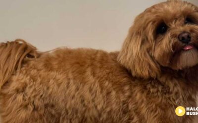 Poznajcie Molly, zwyciężczynię naszej zabawy we współpracy z Salonem Pielęgnacji Psów Champion!