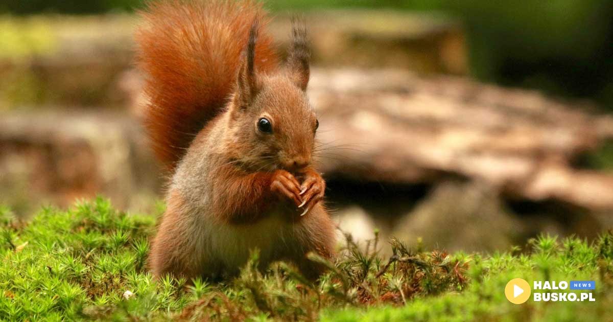 wystawa pawła gładysia w busku-zdroju
