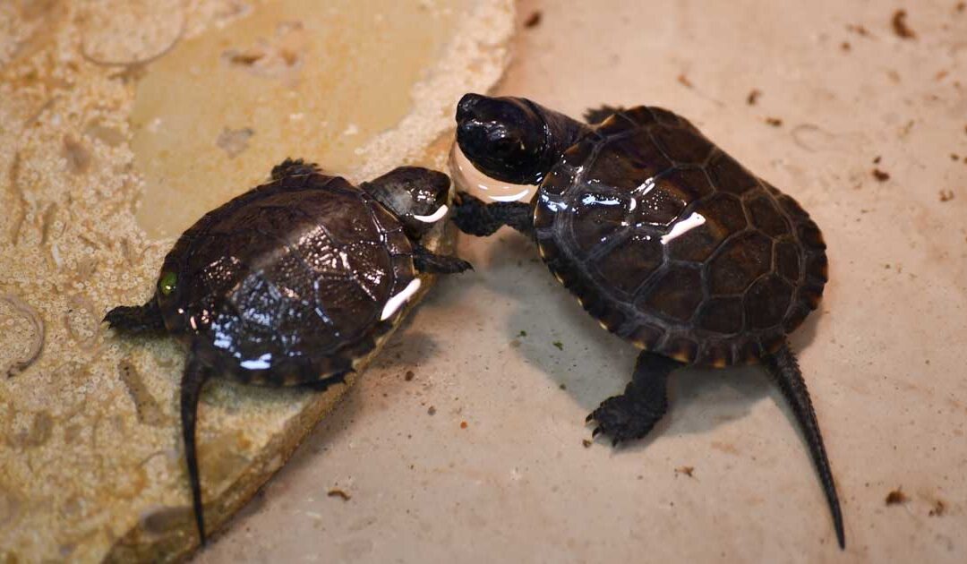 Żółwie błotne wracają do Delty Nidy po 50 latach!