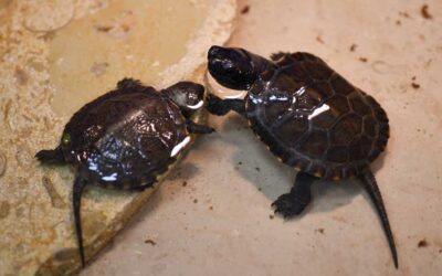 Żółwie błotne wracają do Delty Nidy po 50 latach!