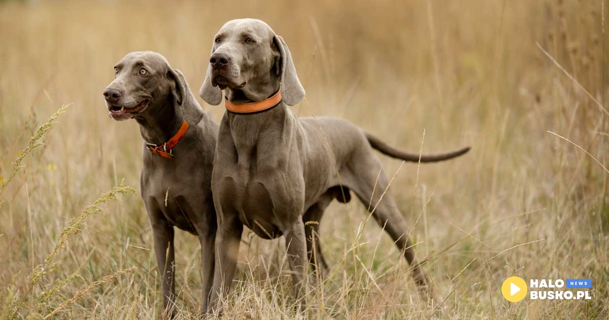 Mistrzostwa Świata Wyżłów, Mistrzostwa Świata Świętego Huberta, Mistrzostwa Świata springer spanieli w Pińczowie