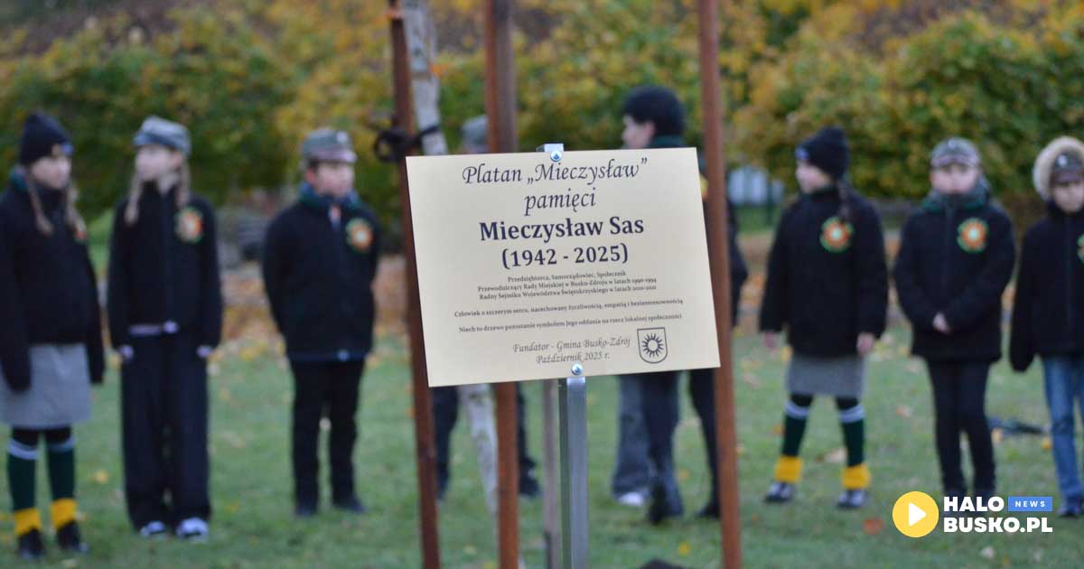 platan mieczysława sasa w busku-zdroju