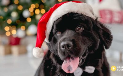 Pokaż swojego pieska w świątecznym klimacie i wygraj nagrody od Salonu Pielęgnacji Psów Champion!