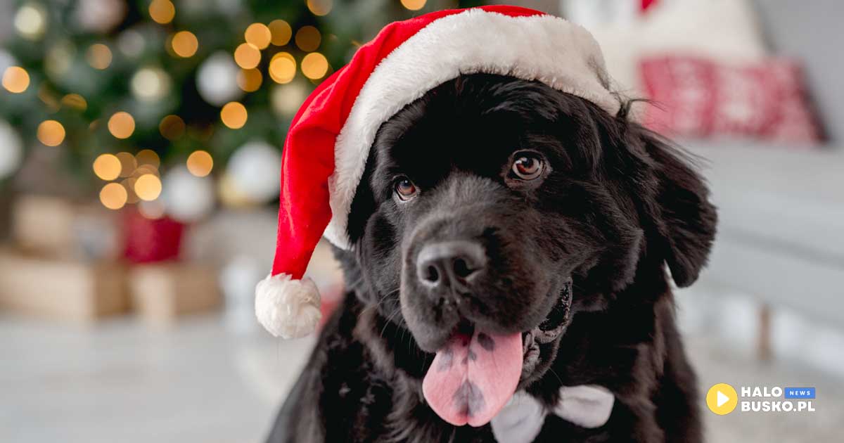 konkurs na facebooku z salonem champion busko-zdrój