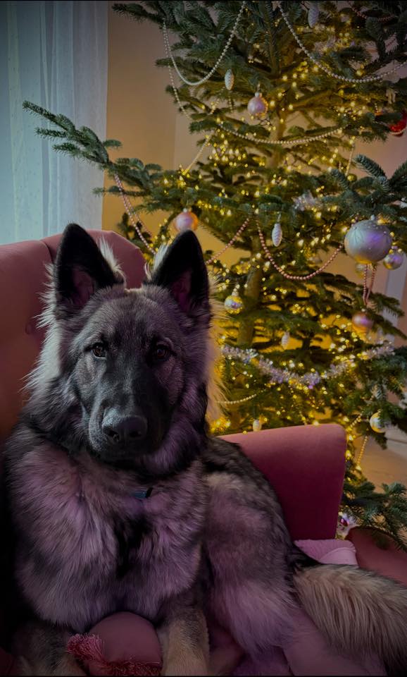 605239855 1869452500626385 2284886003599438131 n