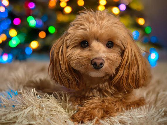 607709827 122184421688508315 7371389969389226026 n