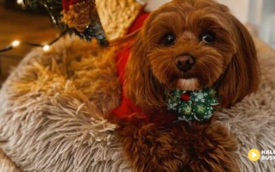 Świąteczna zabawa z Salonem Champion podbiła serca mieszkańców Buska-Zdroju i okolic!