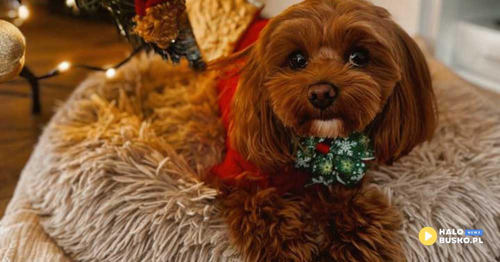 konkurs psy champion busko