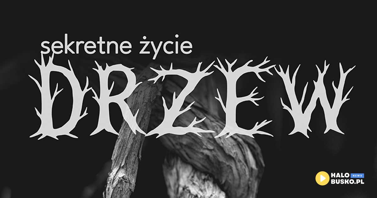 sekretne życie drzew w busku-zdroju
