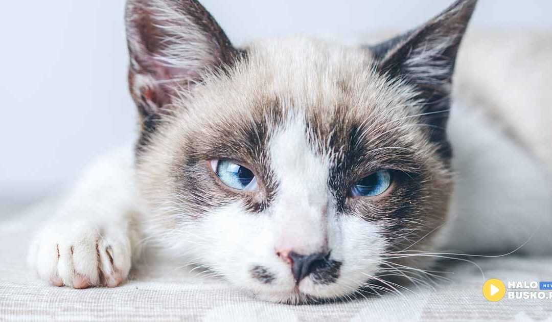 Mruczące święto w regionie – dziś obchodzimy Światowy Dzień Kota.