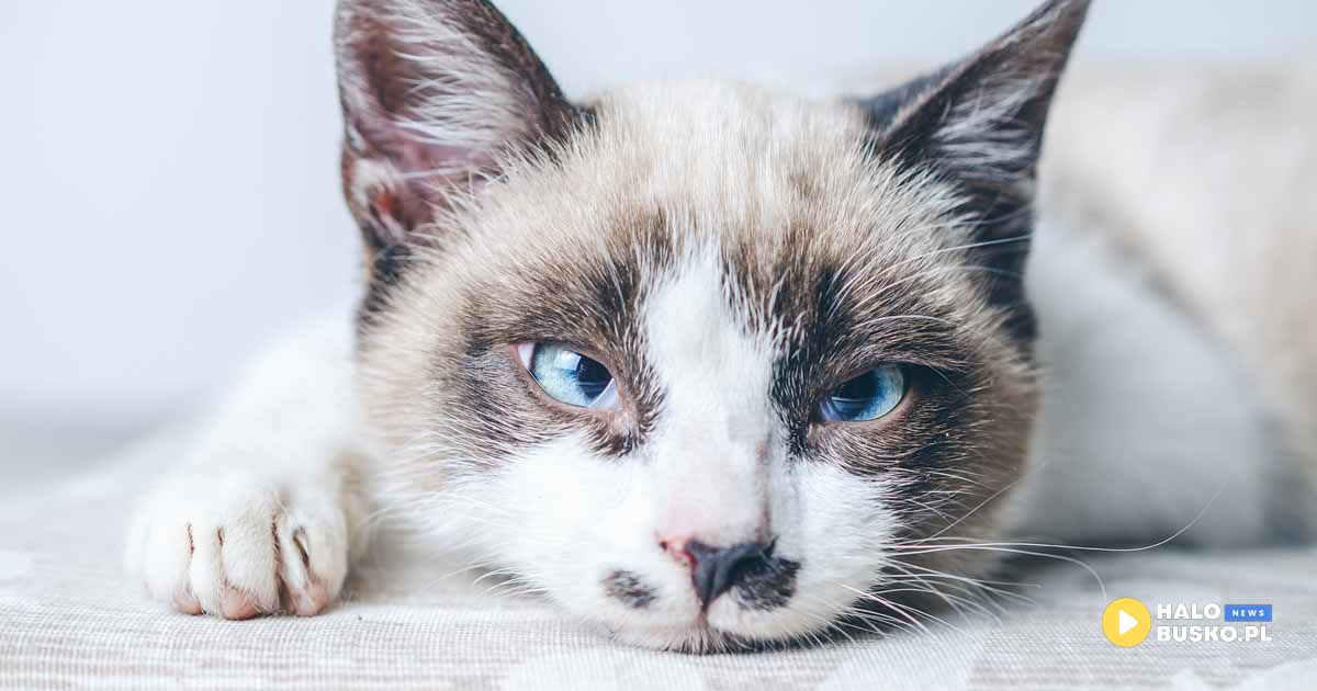 światowy dzień kota