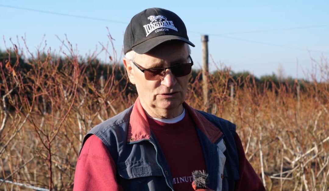 Trwa intensywny sezon przygotowań na plantacji borówki amerykańskiej w Kamedułach koło Buska-Zdroju.