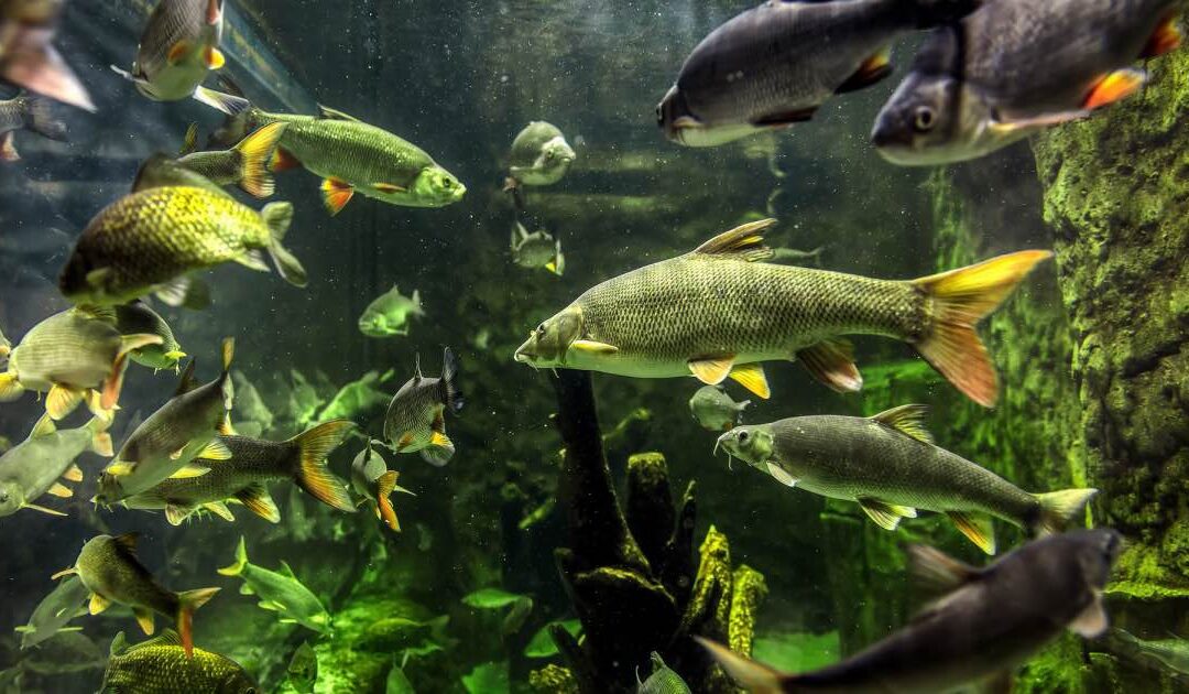 Podwodny świat Nidy i dzika przyroda doliny rzeki. Dlaczego warto odwiedzić Umianowice?