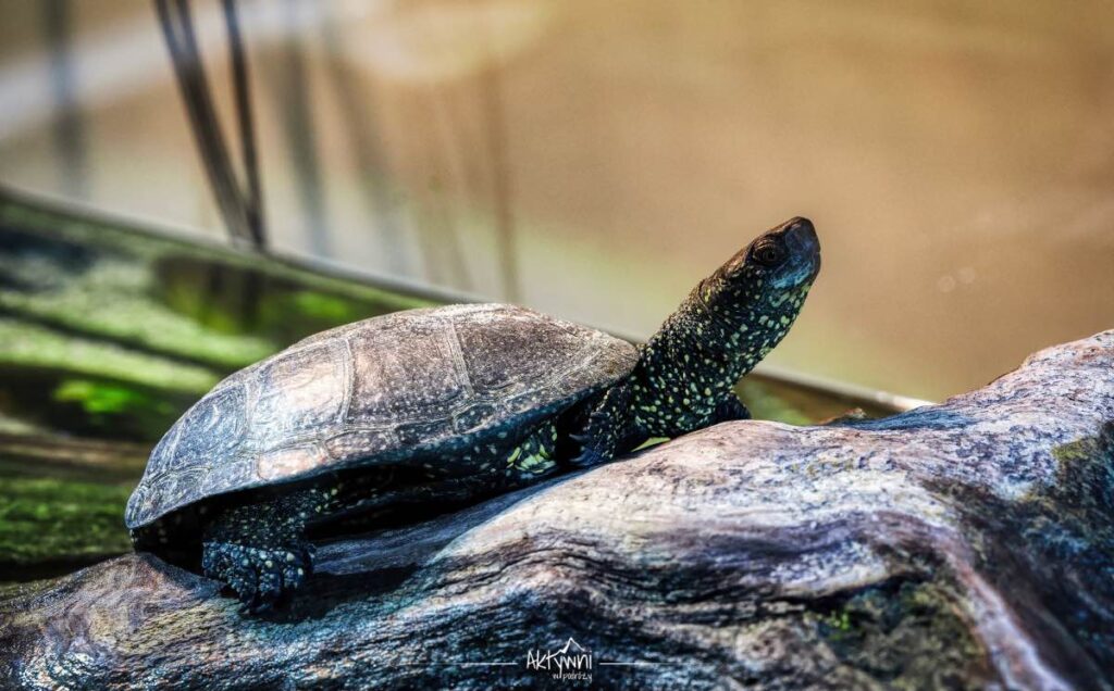 Umianowice ośrodek edukacji przyrodniczej w umianowicach