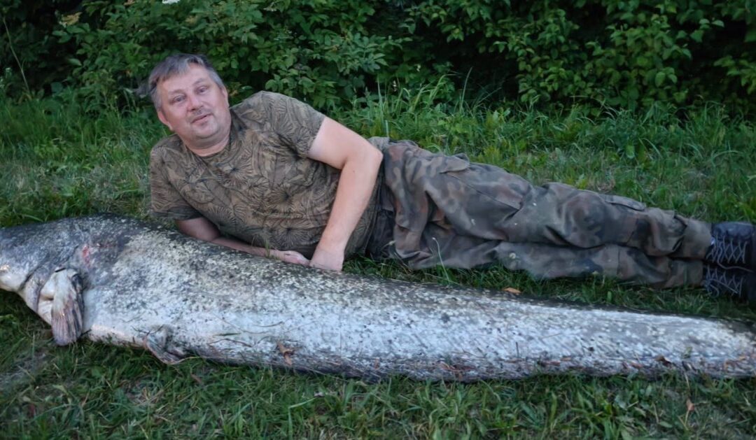 Pan Darek znów zaskoczył wędkarzy. W Radzanowie koło Buska-Zdroju złowił suma o długości 221 cm.